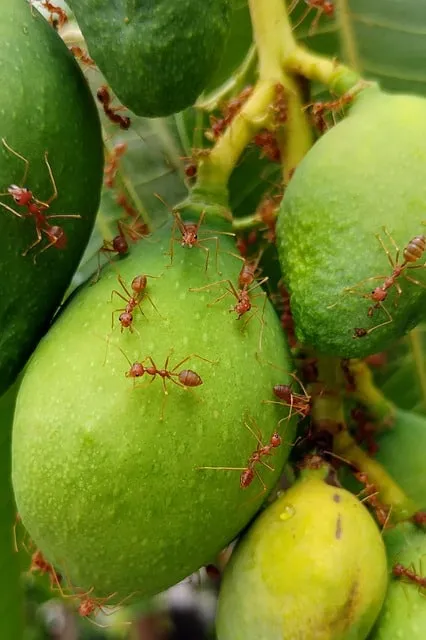 נמלי אש הורסות עץ פרי